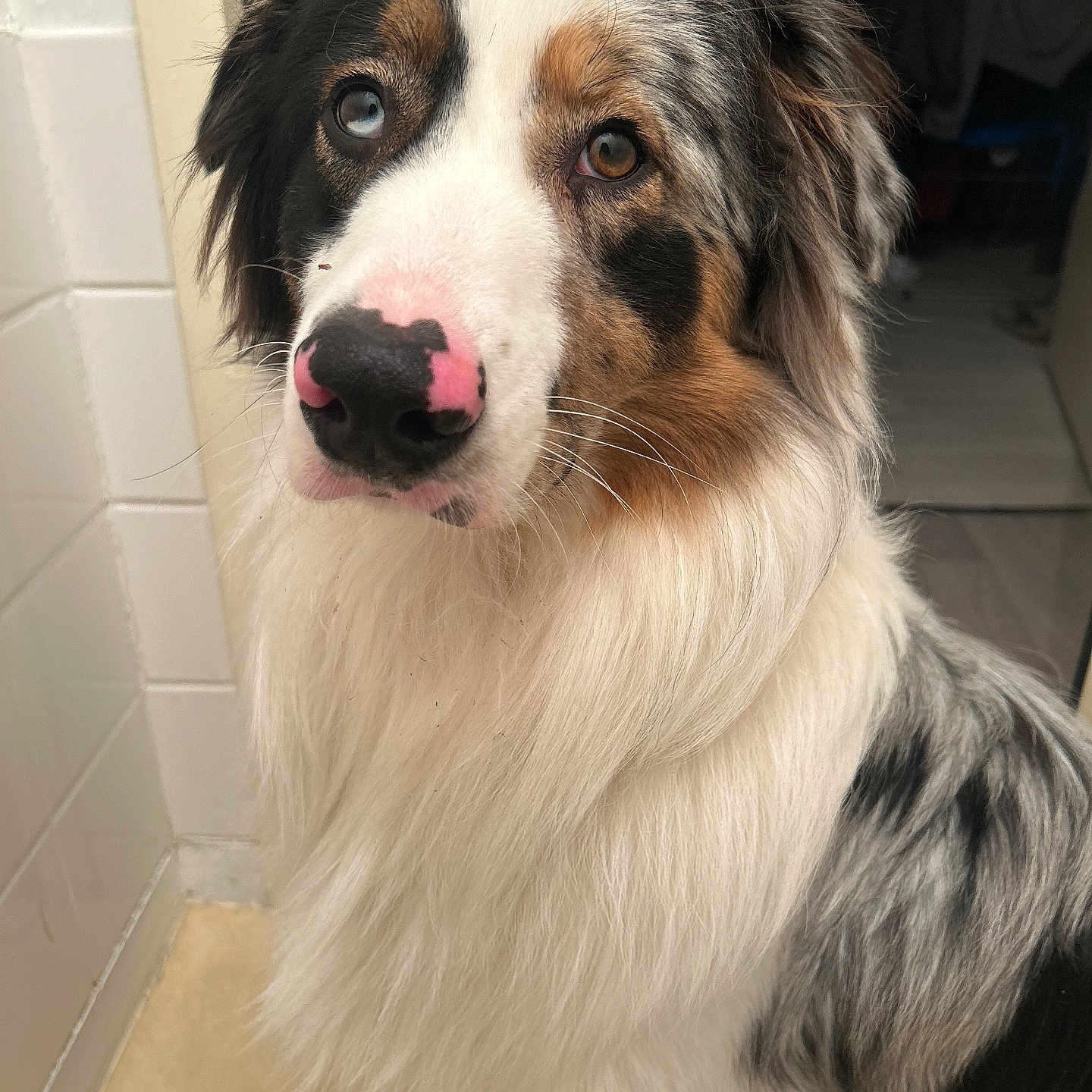 Shadow a rejoint le concours — aidez-le/la à gagner de superbes lots ! animal, australian_shepherd, black_fur, blue_eye, brown_eyes, canine, close_up, dog, doorway, floor, fluffy, gray_fur, heterochromia, indoor, pet, pink_nose, portrait, sitting, tile_wall, white_fur