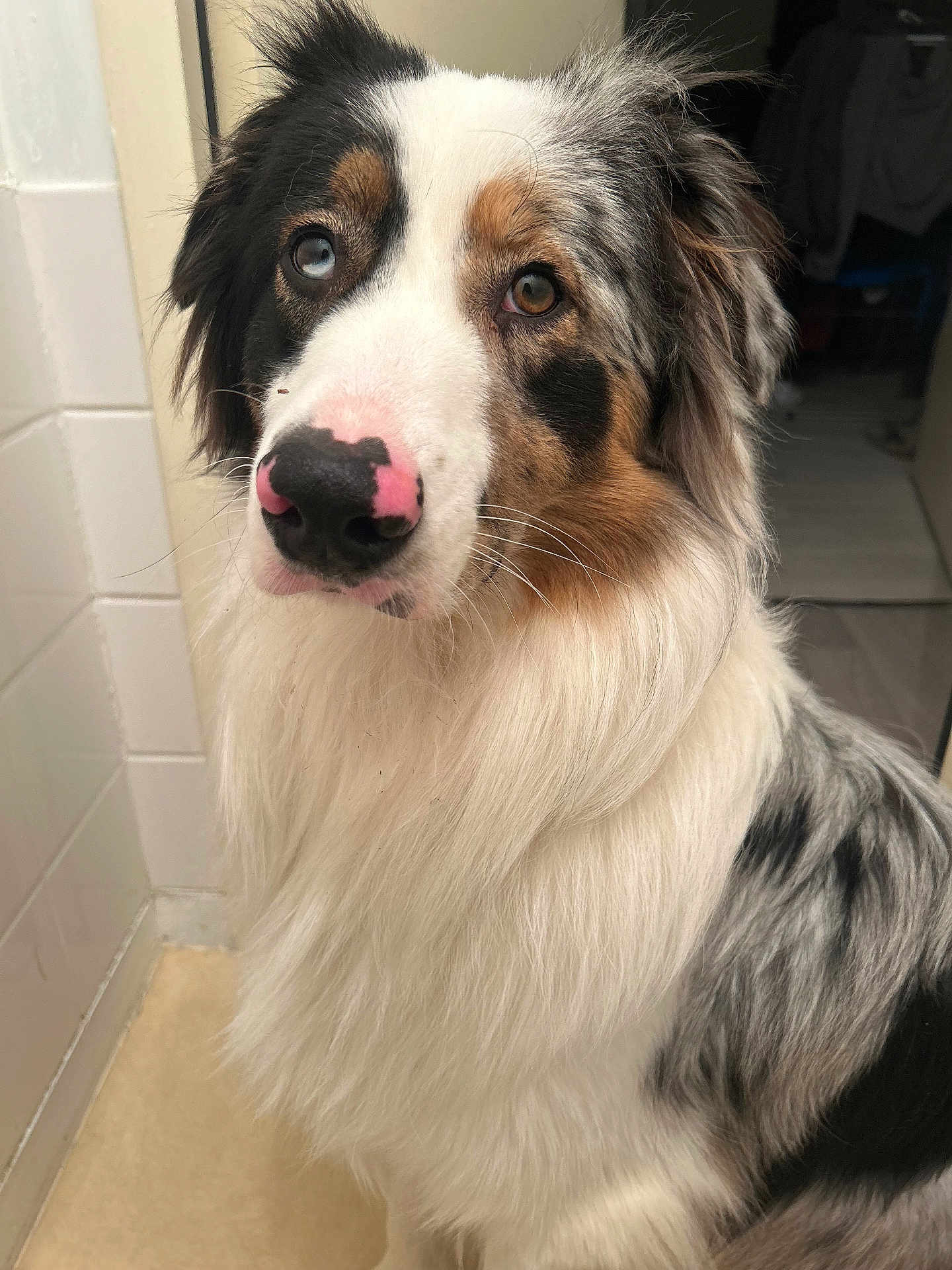 Shadow a rejoint le concours — aidez-le/la à gagner de superbes lots ! dog, australian_shepherd, heterochromia, close_up, indoor, pet, canine, fluffy, white_fur, gray_fur, black_fur, pink_nose, brown_eyes, blue_eye, portrait, sitting, tile_wall, floor, doorway, animal