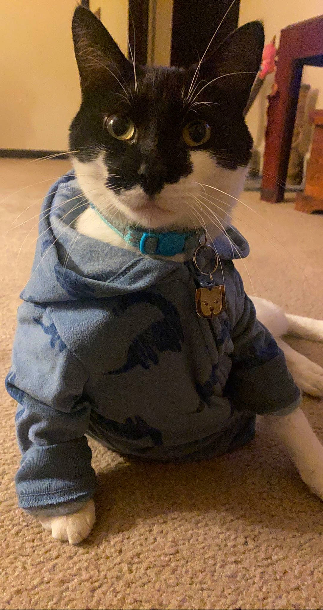 Boozer is registered to the contest to win money with this photo: carnivore, cat, domestic_short_haired_cat, eye, felidae, flooring, foot, formal_wear, fur, human_leg, pattern, paw, personal_protective_equipment, pet_supply, sitting, sleeve, small_to_medium_sized_cats, snout, tail, whiskers