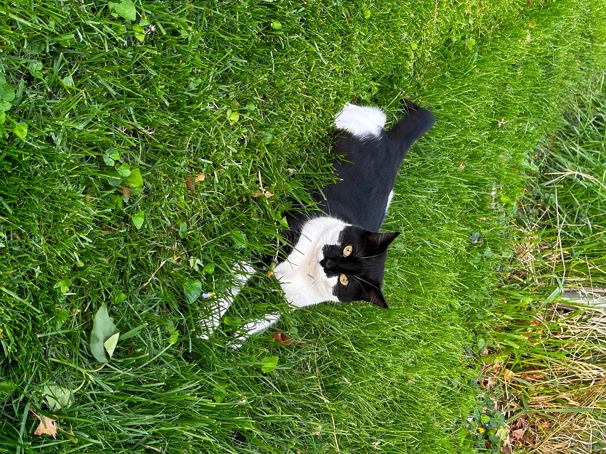 Boozer is registered to the contest to win money with this photo: beak, canidae, dog_breed, event, flowering_plant, grass, grassland, groundcover, lawn, meadow, natural_landscape, pasture, people_in_nature, plant, prairie, shrub, sporting_group, tail, terrestrial_animal, tree