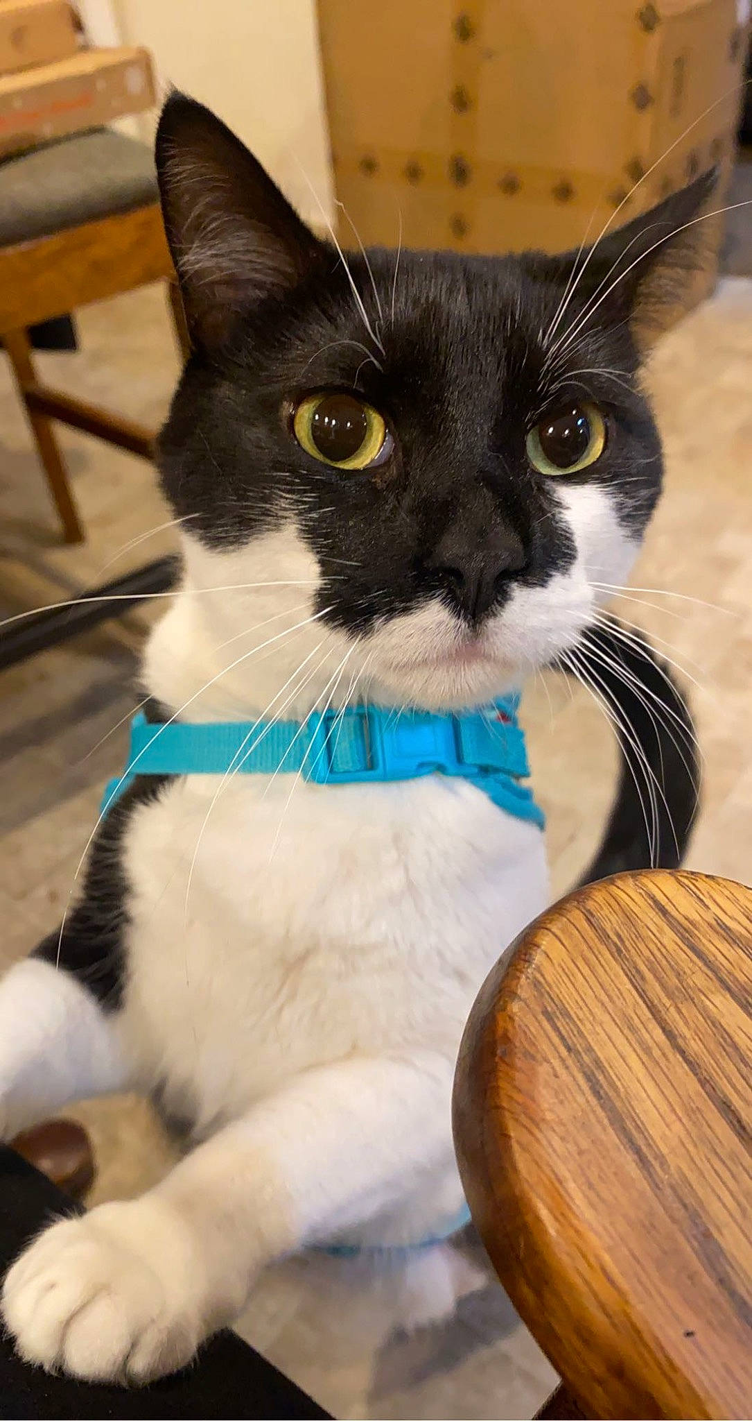 Boozer joined the competition — help win amazing prizes! carnivore, cat, cat_supply, collar, comfort, domestic_short_haired_cat, electric_blue, eye, felidae, fur, hardwood, head, iris, paw, pet_supply, small_to_medium_sized_cats, snout, tail, whiskers, wood