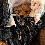 Sally is registered to the contest to win money with this photo: dog, puppy, blanket, cozy, wrapped, fur, nose, eyes, portrait, indoor, couch, soft_texture, cute, pet, peeking, brown_fur, relaxed, snuggle, warm, close_up