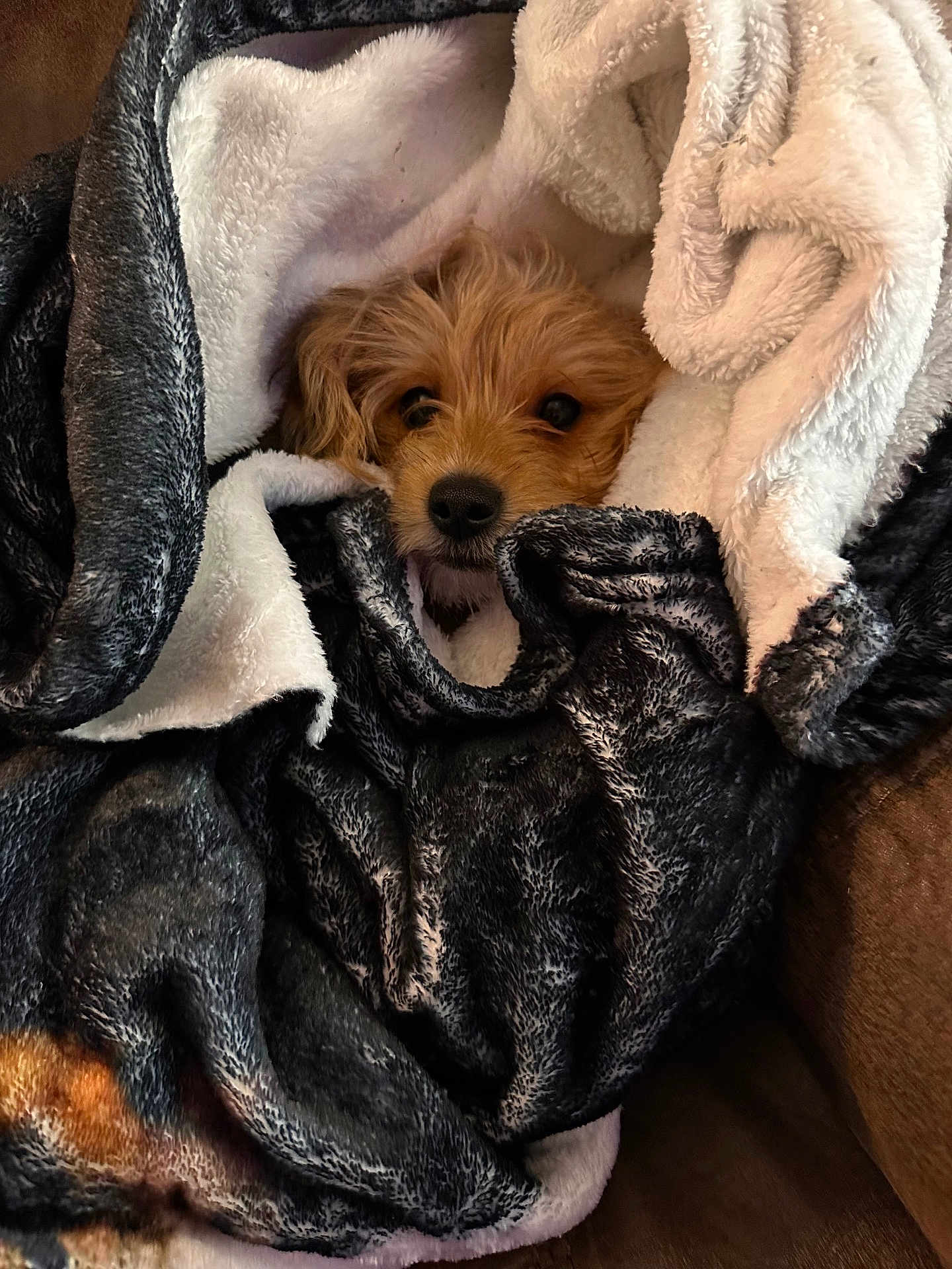 Sally is registered to the contest to win money with this photo: dog, puppy, blanket, cozy, wrapped, fur, nose, eyes, portrait, indoor, couch, soft_texture, cute, pet, peeking, brown_fur, relaxed, snuggle, warm, close_up