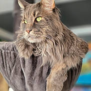 Rubis participe au concours pour gagner de l'argent avec cette photo : cat, maine_coon, pet, feline, long_hair, whiskers, ears, green_eyes, fur, indoor, cozy, perch, relaxed, portrait, close_up, animal, cute, soft, mammal, domestic_animal
