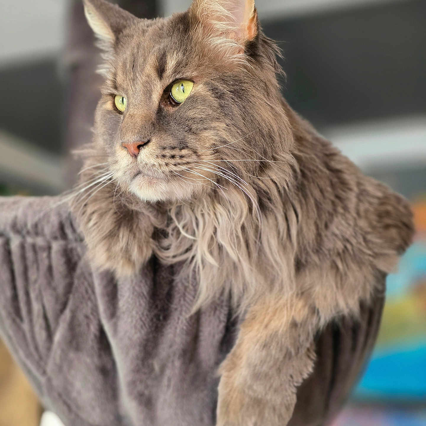 Rubis participe au concours pour gagner de l'argent avec cette photo : animal, cat, close_up, cozy, cute, domestic_animal, ears, feline, fur, green_eyes, indoor, long_hair, maine_coon, mammal, perch, pet, portrait, relaxed, soft, whiskers