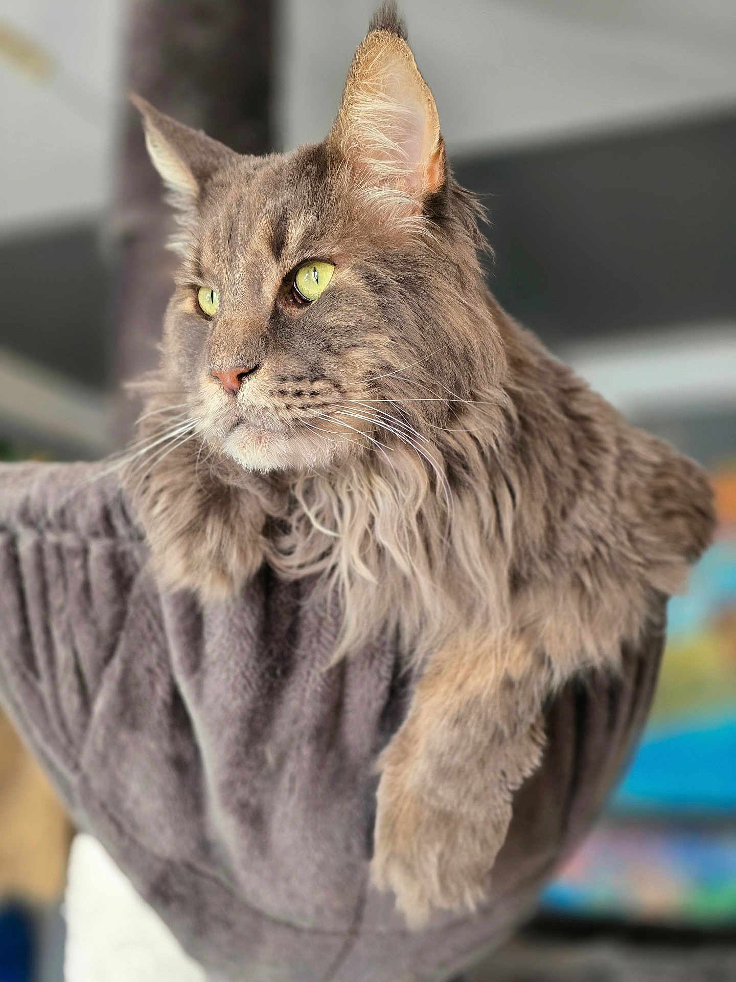 Rubis participe au concours pour gagner de l'argent avec cette photo : cat, maine_coon, pet, feline, long_hair, whiskers, ears, green_eyes, fur, indoor, cozy, perch, relaxed, portrait, close_up, animal, cute, soft, mammal, domestic_animal