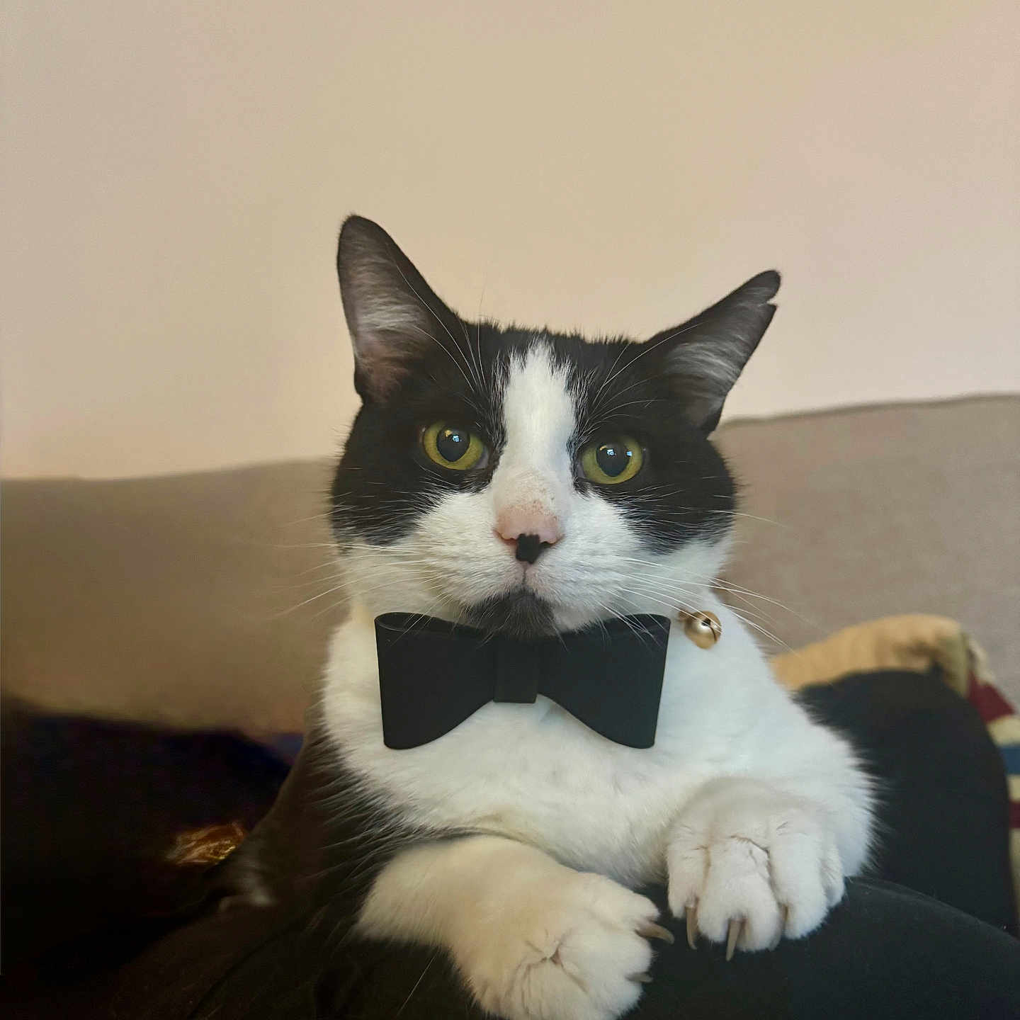 Superhans is registered to the contest to win money with this photo: alert, animal, black_and_white, bow_tie, cat, claws, closeup, collar, cute, domestic_animal, eyes, face, feline, furry, indoor, paws, pet, portrait, sitting, whiskers