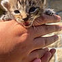 Macaroni a rejoint le concours — aidez-le/la à gagner de superbes lots ! kitten, cat, baby_animal, hand, fingers, fur, whiskers, mouth_open, outdoor, sunlight, close_up, pet, animal, cute, small, young, holding, human_hand, background_blur, stone_wall