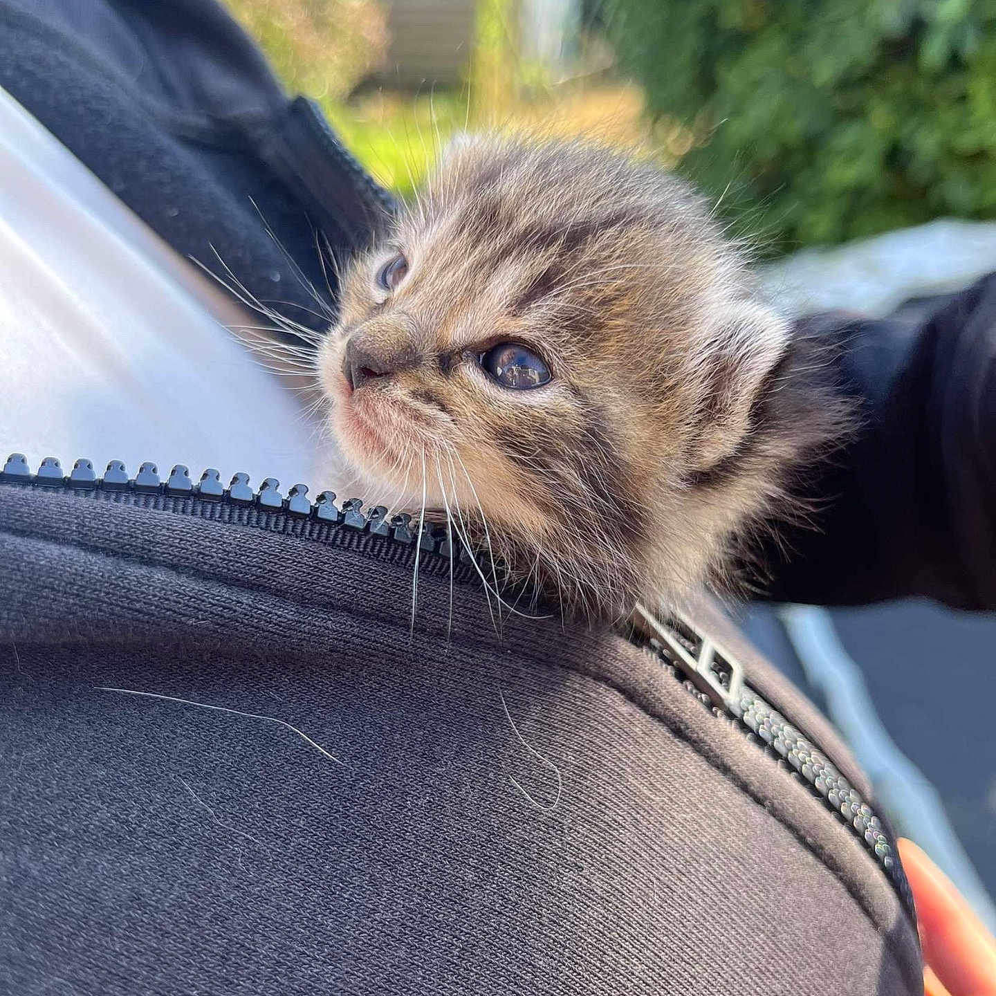 Macaroni participe au concours pour gagner de l'argent avec cette photo : baby_animal, black_clothing, blurred_background, cat, close_up, cute, furry, holding, jacket, kitten, nature, outdoor, person, pet, small, soft_fur, sunlight, whiskers, young, zipper