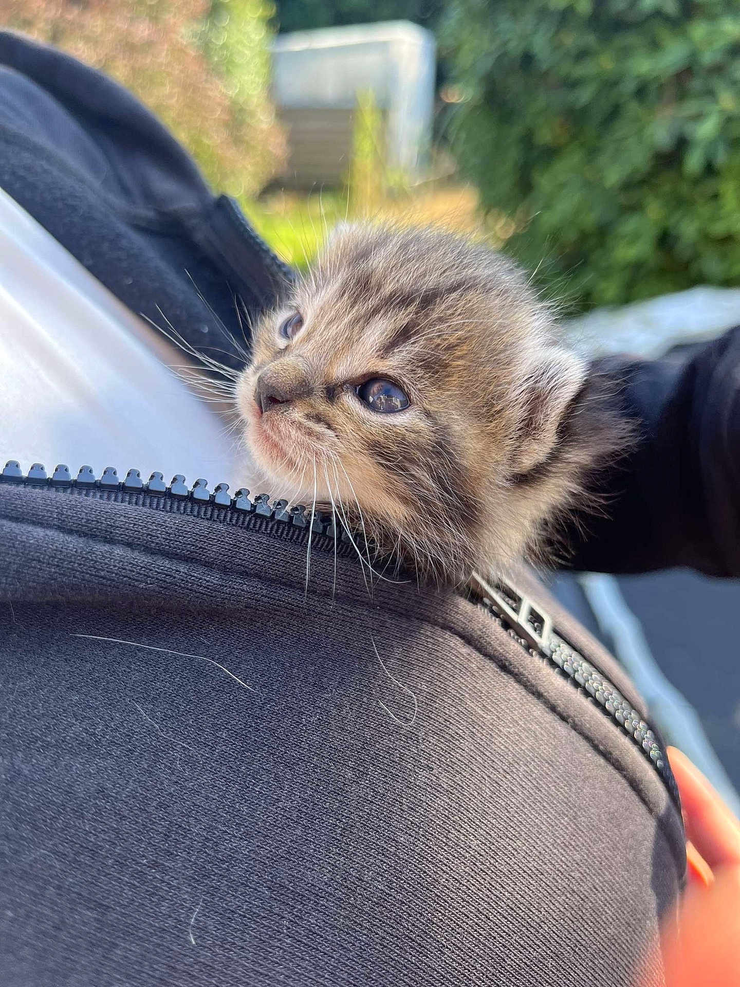 Macaroni participe au concours pour gagner de l'argent avec cette photo : kitten, cat, baby_animal, furry, whiskers, close_up, outdoor, person, jacket, zipper, black_clothing, cute, young, pet, nature, sunlight, blurred_background, soft_fur, small, holding