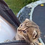 Macaroni participe au concours pour gagner de l'argent avec cette photo : kitten, cat, animal, pet, young, fur, whiskers, outdoor, garden, greenery, person, hand, jacket, zipper, closeup, cute, small, curious, sunlight, soft