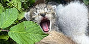 Macaroni a rejoint le concours — aidez-le/la à gagner de superbes lots ! kitten, animal, furry, sleeping, yawning, nature, greenery, leaf, outdoor, cute, small, mammal, fur, pet, closeup, wildlife, resting, young, adorable, cozy