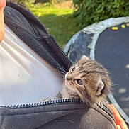 Macaroni a rejoint le concours — aidez-le/la à gagner de superbes lots ! kitten, cat, animal, pet, small, cute, fur, outdoor, garden, trampoline, jacket, zipper, hand, young, curious, closeup, daylight, nature, soft, portrait