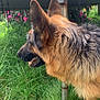 Petra a rejoint le concours — aidez-le/la à gagner de superbes lots ! german_shepherd, dog, grass, flower, pink_flower, outdoor, animal, pet, canine, fur, nature, greenery, side_profile, metal_structure, leaves, summer, daylight, close_up, muzzle, ears