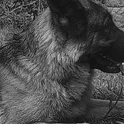 Petra a rejoint le concours — aidez-le/la à gagner de superbes lots ! dog, german_shepherd, animal, pet, grass, outdoor, canine, fur, muzzle, ear, side_view, lying_down, nature, black_and_white, portrait, close_up, grass_field, stone_wall, relaxed, daytime
