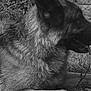 dog, german_shepherd, animal, pet, grass, outdoor, canine, fur, muzzle, ear, side_view, lying_down, nature, black_and_white, portrait, close_up, grass_field, stone_wall, relaxed, daytime