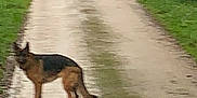 Petra a rejoint le concours — aidez-le/la à gagner de superbes lots ! dog, german_shepherd, animal, road, wet, greenery, outdoor, nature, rain, path, fur, canine, walking, rural, landscape, tree, grass, muddy, pet, blurred