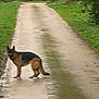 dog, german_shepherd, animal, road, wet, greenery, outdoor, nature, rain, path, fur, canine, walking, rural, landscape, tree, grass, muddy, pet, blurred