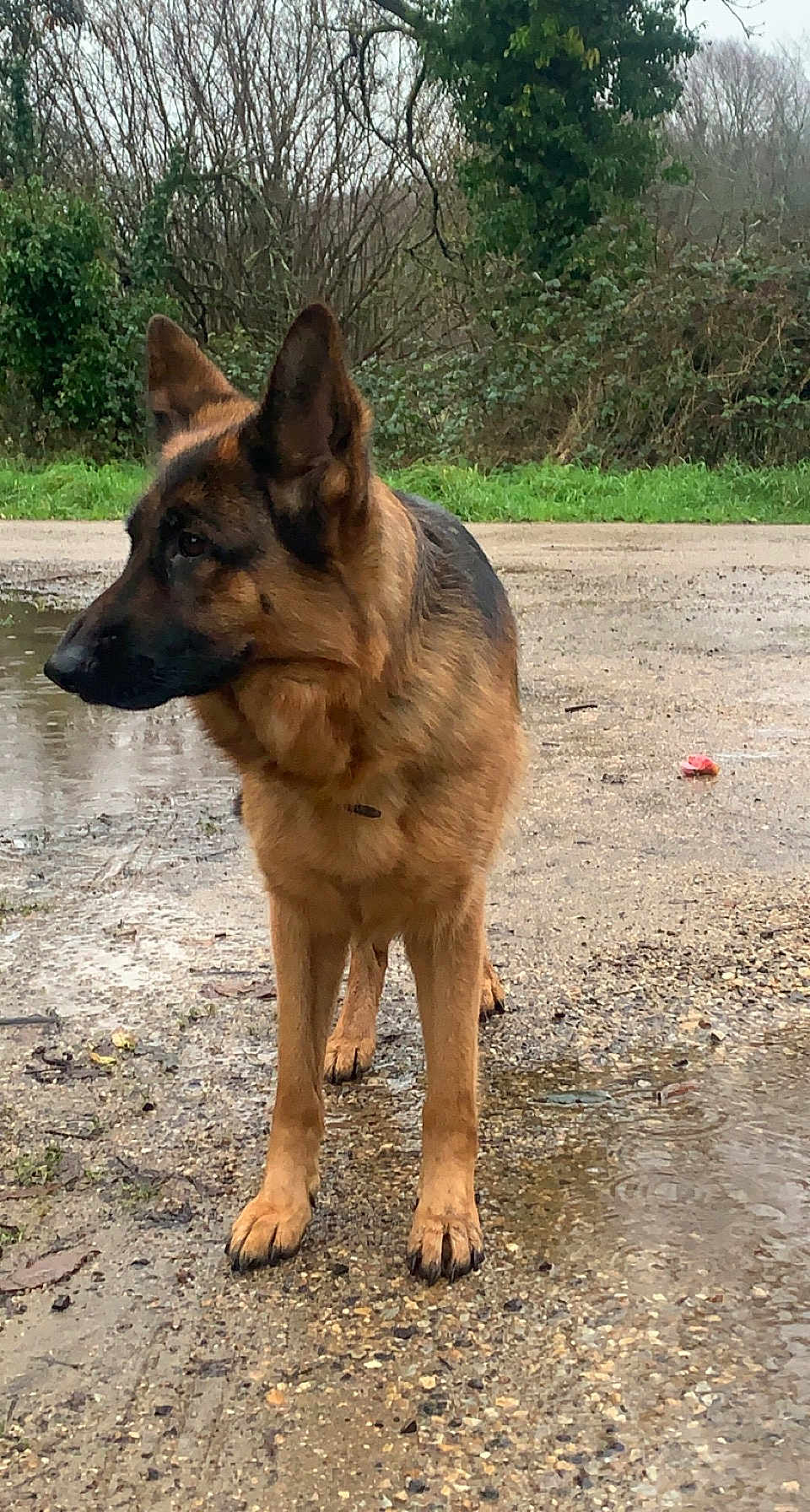 Petra a rejoint le concours — aidez-le/la à gagner de superbes lots ! german_shepherd, dog, animal, outdoor, wet_ground, puddle, gravel, trees, shrubbery, nature, canine, pet, alert, fur, ears, snout, walking, forest_edge, overcast, daytime