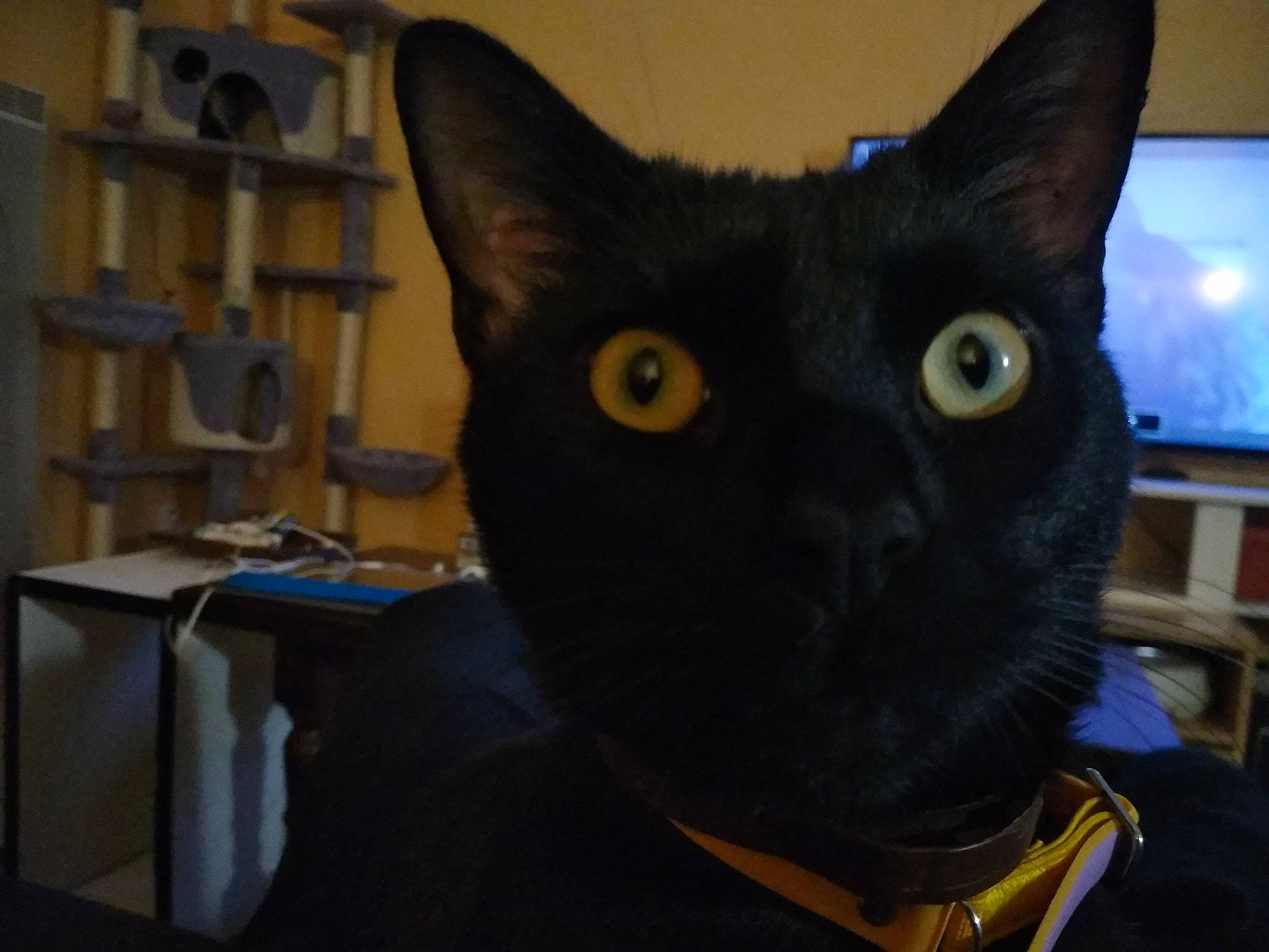 Ninja participe au concours pour gagner de l'argent avec cette photo : black_cat, bombay, carnivore, cat, domestic_short_haired_cat, electric_blue, eye, felidae, fur, room, shelf, shelving, small_to_medium_sized_cats, snout, whiskers, window