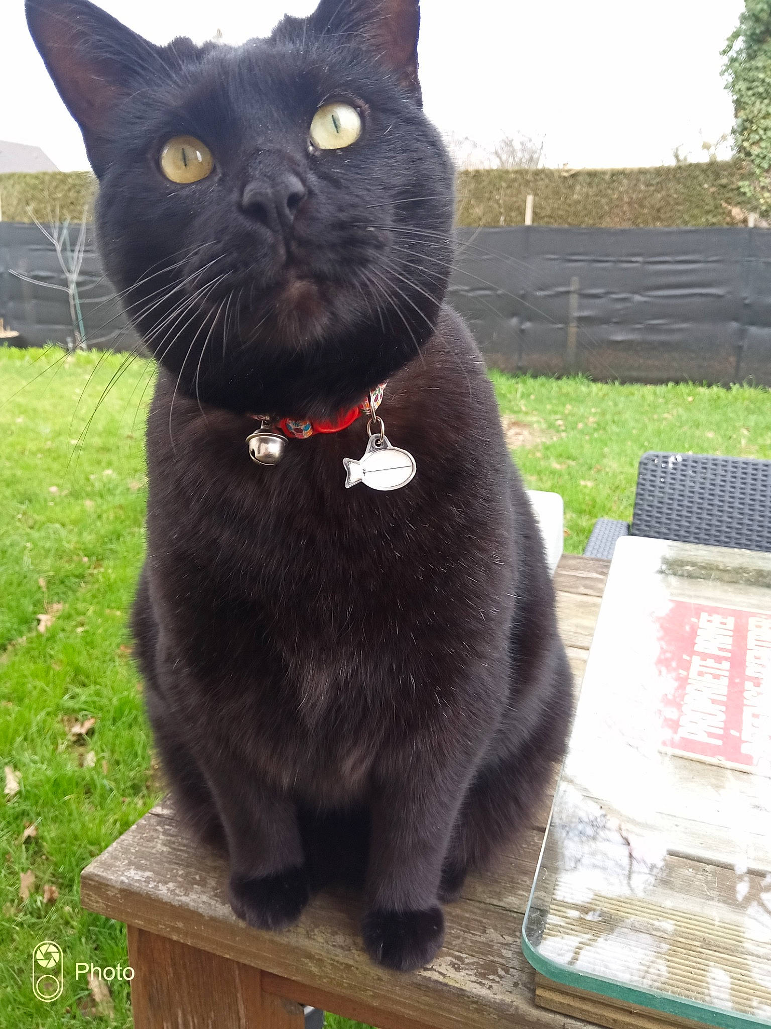 Ninja a rejoint le concours — aidez-le/la à gagner de superbes lots ! black_cat, bombay, carnivore, cat, collar, domestic_short_haired_cat, felidae, fur, grass, havana_brown, plant, sky, small_to_medium_sized_cats, snout, table, tail, terrestrial_animal, whiskers, wood