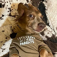 Zero is registered to the contest to win money with this photo: dog, puppy, brown_dog, sleepy, lying_down, pet, animal, close_up, portrait, floppy_ears, brown_eyes, pink_nose, paws, clothing, shirt, text_on_clothing, blanket, plush_blanket, indoor, cozy