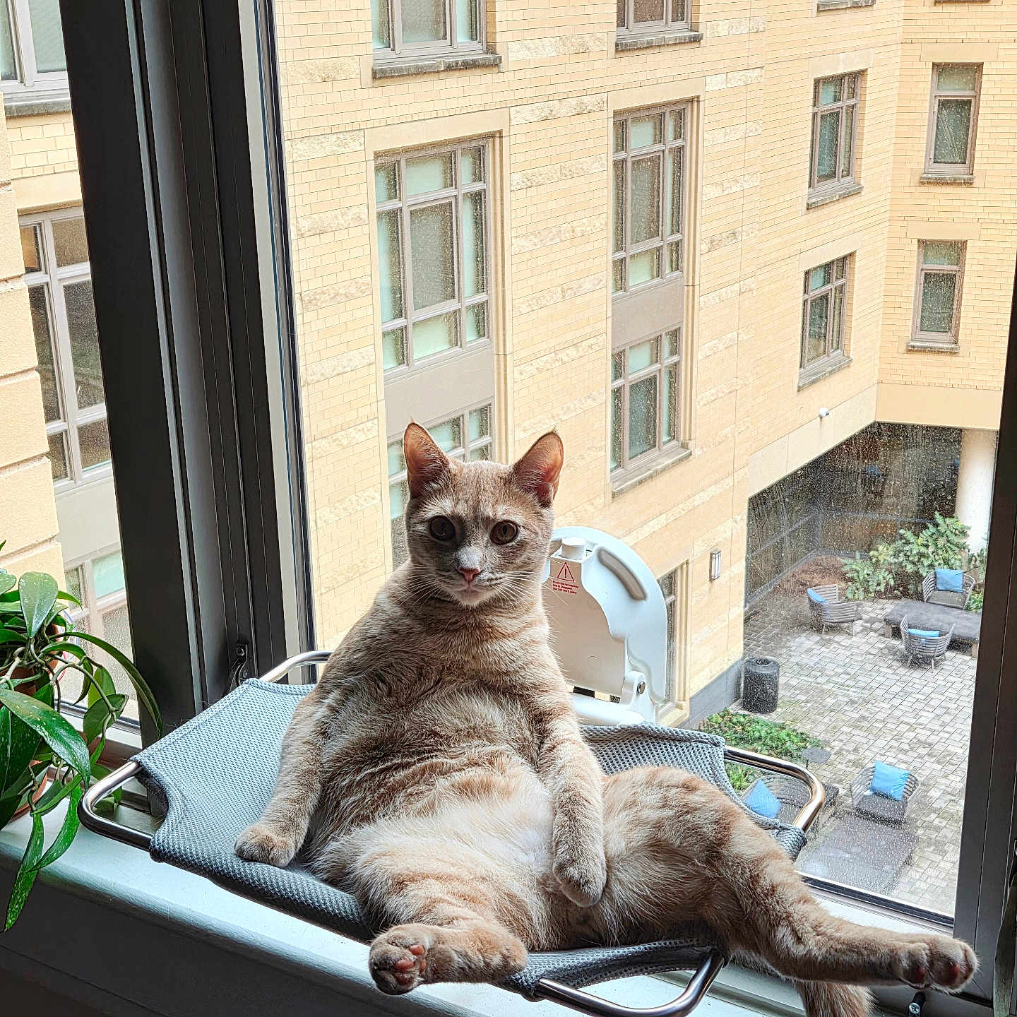 Zhuk is registered to the contest to win money with this photo: cat, orange_tabby, window, window_perch, indoor, plant, urban, courtyard, building, relaxed, pet, feline, curious, sunlight, resting, paw, tail, mesh_hammock, domestic_animal, windowsill
