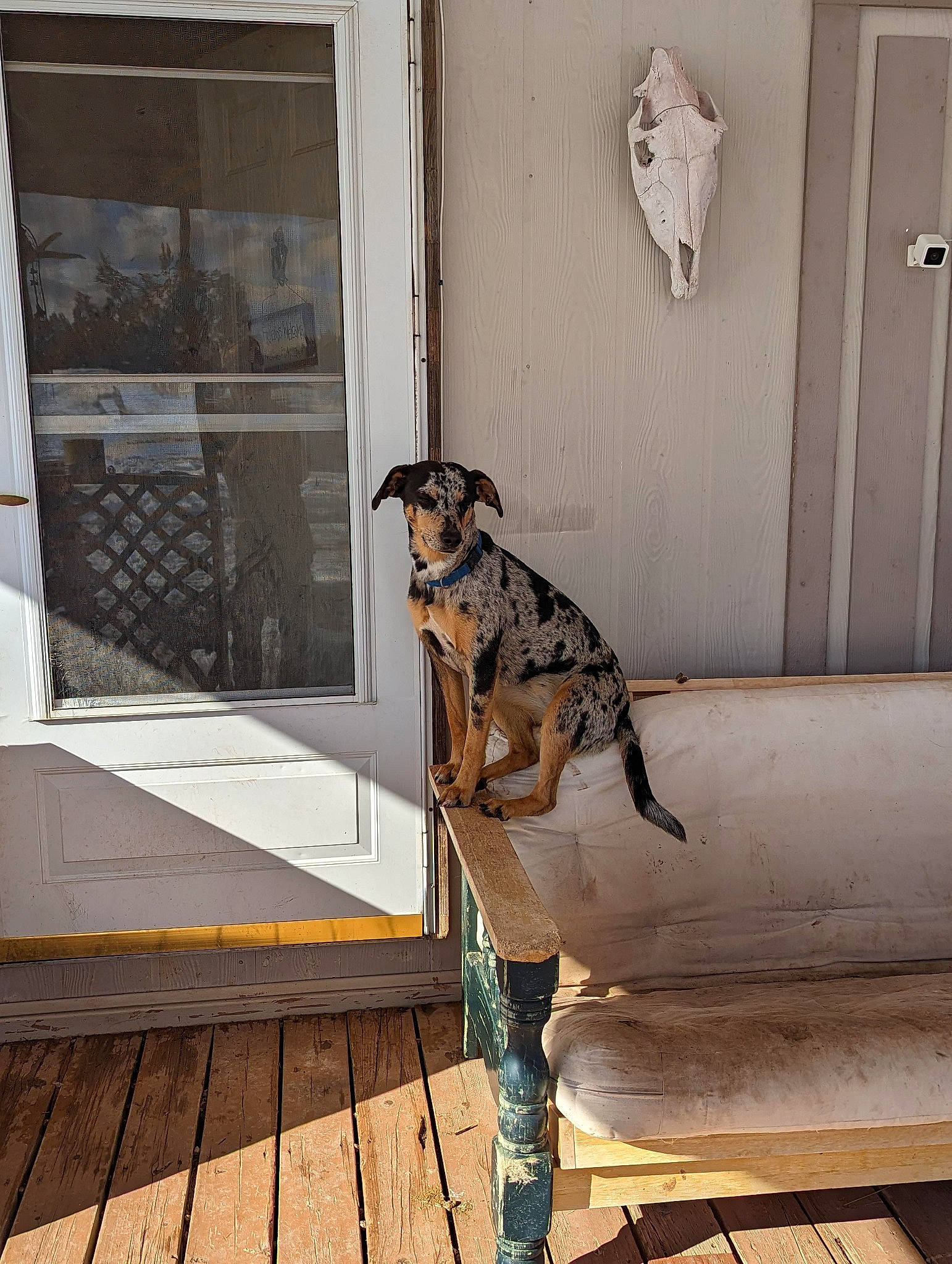 Izzy joined the competition — help win amazing prizes! art, carnivore, companion_dog, dalmatian, dog, dog_breed, door, fawn, felidae, floor, flooring, fur, grey, hardwood, military_camouflage, snout, sporting_group, tail, window, wood