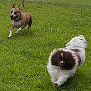 Queen Charlotte is registered to the contest to win money with this photo: dog, dogs, running, grass, outdoor, playful, pet, animal, furry, chase, yard, happy, active, canine, nature, daylight, fence, two_dogs, energetic, companions