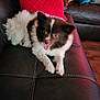 Queen Charlotte joined the competition — help win amazing prizes! dog, puppy, black_and_white, fluffy, tongue_out, leather_couch, red_pillow, cushions, indoor, pet, happy, smiling, fur, animal, home, relaxed, cute, small_dog, seated, living_room