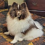 dog, pomeranian, fluffy, pet, animal, bed, indoor, fur, brown, white, cute, small_dog, looking, sitting, canine, domestic_animal, furniture, bedspread, patterned, ears