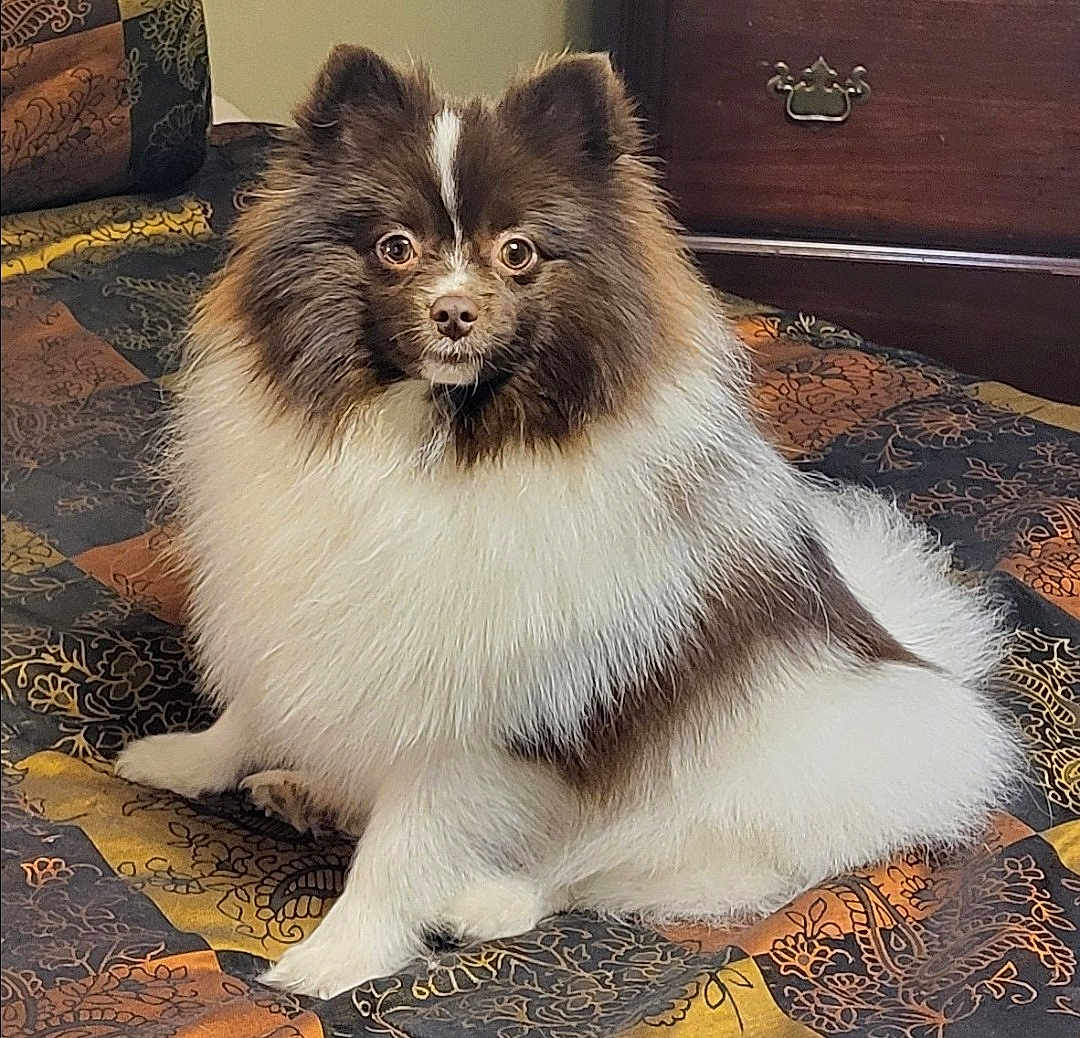 Queen Charlotte