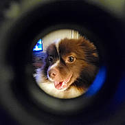 Queen Charlotte is registered to the contest to win money with this photo: animal, blurred_background, brown_fur, circular_frame, closeup, cozy, cute, dog, eye, face, fur, happy, indoor, looking, pet, puppy, smiling, television, tongue_out, white_fur