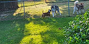 Buster joined the competition — help win amazing prizes! dog, fence, grass, sunlight, shadow, bush, outdoor, pet, canine, backyard, nature, daylight, animal, play, yard, greenery, domestic_animal, summer, sunshine, interaction
