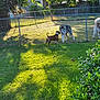dog, fence, grass, sunlight, shadow, bush, outdoor, pet, canine, backyard, nature, daylight, animal, play, yard, greenery, domestic_animal, summer, sunshine, interaction