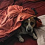 Buster joined the competition — help win amazing prizes! dog, blanket, bed, remote_control, resting, indoor, cozy, pet, fur, paws, brown, white, comfort, relaxation, canine, domestic_animal, sleepy, covered, couch, household