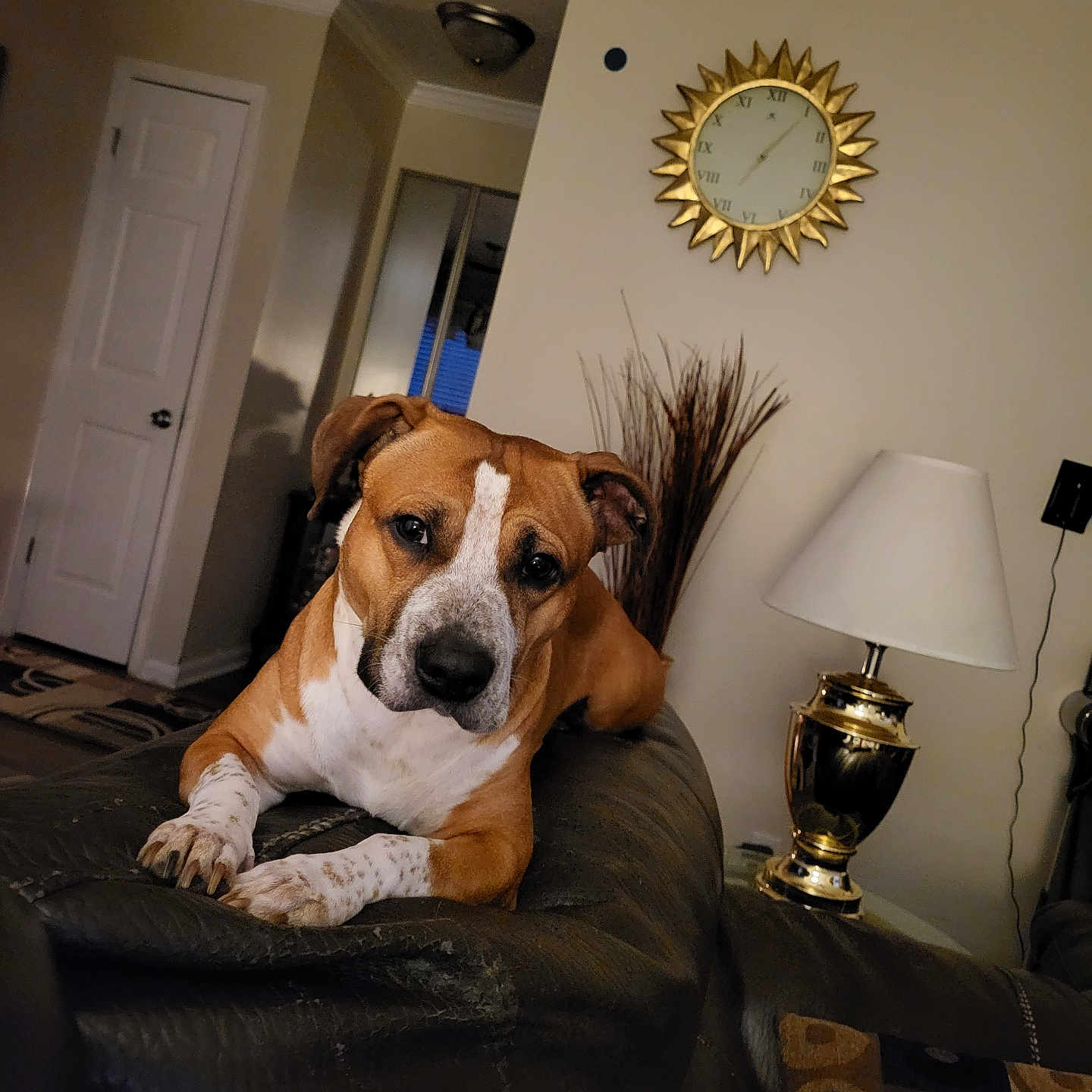 Buster joined the competition — help win amazing prizes! brown_and_white, canine, clock, comfort, cozy, curious, decor, dog, furniture, home, household, indoor, lamp, leather_couch, living_room, lounge, pet, relaxed, vase, wall_clock