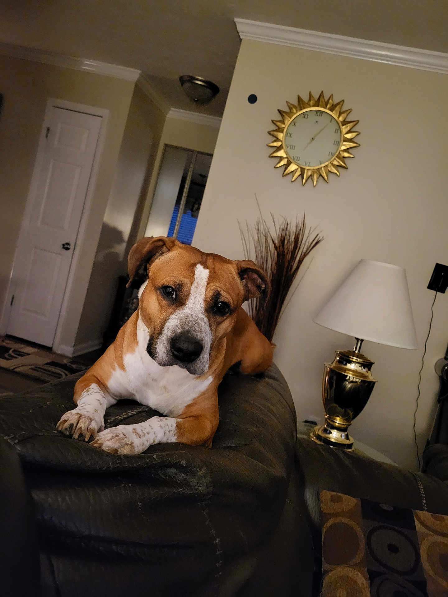 Buster joined the competition — help win amazing prizes! dog, brown_and_white, lounge, leather_couch, living_room, clock, wall_clock, lamp, vase, decor, indoor, furniture, relaxed, pet, canine, household, cozy, curious, home, comfort