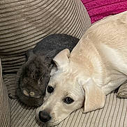 Aria participe au concours pour gagner de l'argent avec cette photo : dog, rabbit, pet, couch, snuggling, cozy, animal, fur, friendship, indoor, resting, cute, companion, closeup, relaxing, home, mammal, soft, comfort, domestic