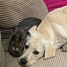 dog, rabbit, pet, couch, snuggling, cozy, animal, fur, friendship, indoor, resting, cute, companion, closeup, relaxing, home, mammal, soft, comfort, domestic