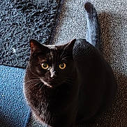 Tyree is registered to the contest to win money with this photo: cat, black_cat, pet, animal, indoor, carpet, rug, feline, whiskers, tail, curious, yellow_eyes, portrait, looking_up, domestic_animal, cozy, fur, close_up, floor, cute