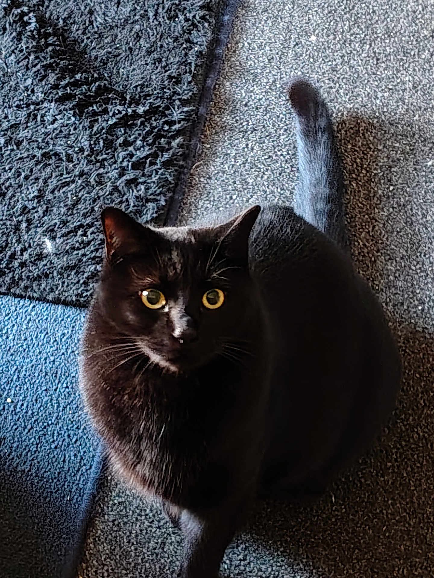 Tyree is registered to the contest to win money with this photo: cat, black_cat, pet, animal, indoor, carpet, rug, feline, whiskers, tail, curious, yellow_eyes, portrait, looking_up, domestic_animal, cozy, fur, close_up, floor, cute