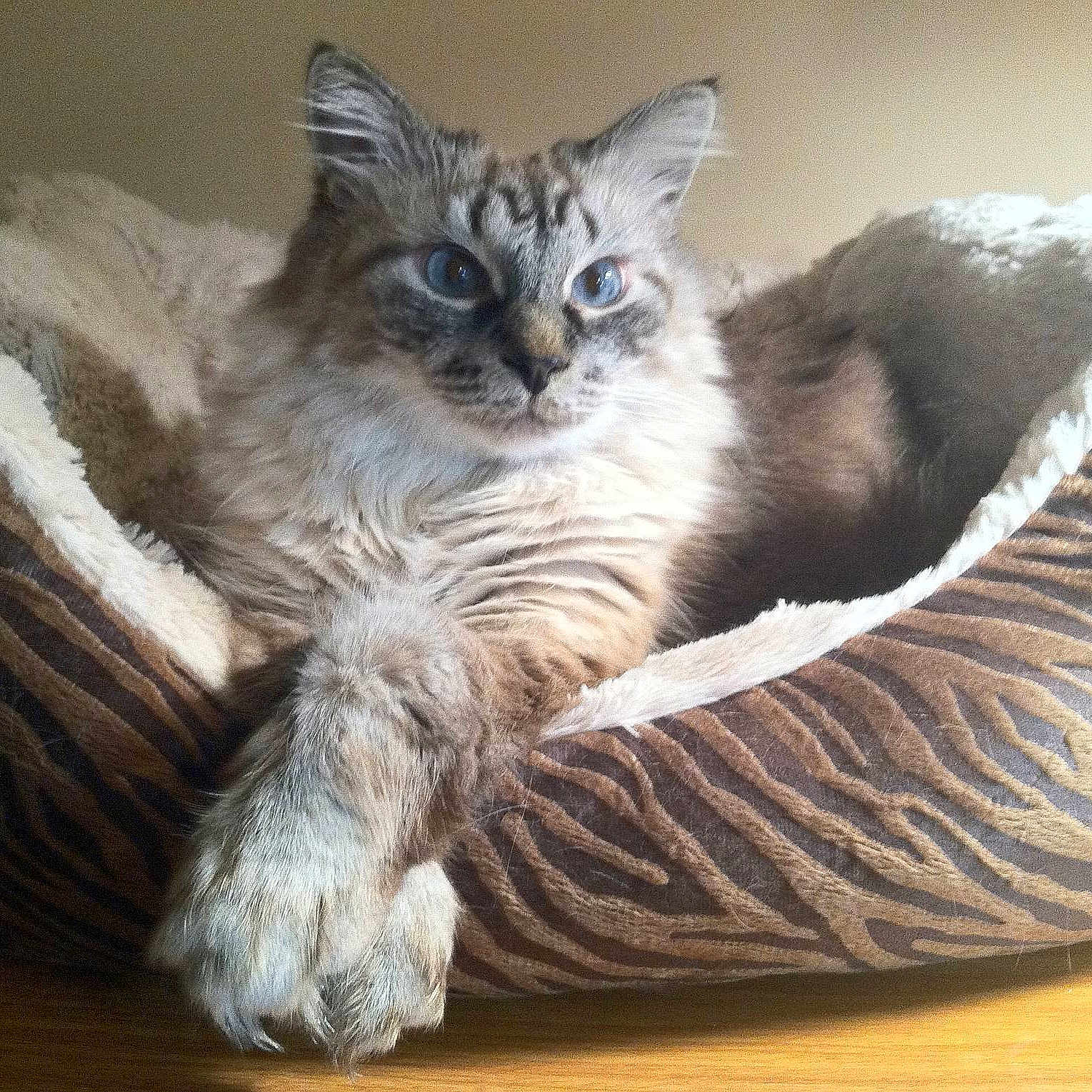 Gizmo is registered to the contest to win money with this photo: