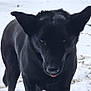dog, black_dog, snow, outdoor, animal, pet, winter, fur, ears, tongue, playful, nature, canine, cold, yard, mischievous, standing, alert, forest, daylight