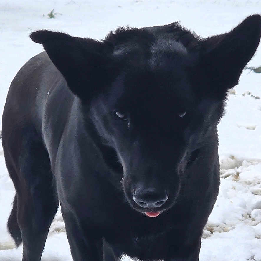 Nala a rejoint le concours — aidez-le/la à gagner de superbes lots ! alert, animal, black_dog, canine, cold, daylight, dog, ears, forest, fur, mischievous, nature, outdoor, pet, playful, snow, standing, tongue, winter, yard