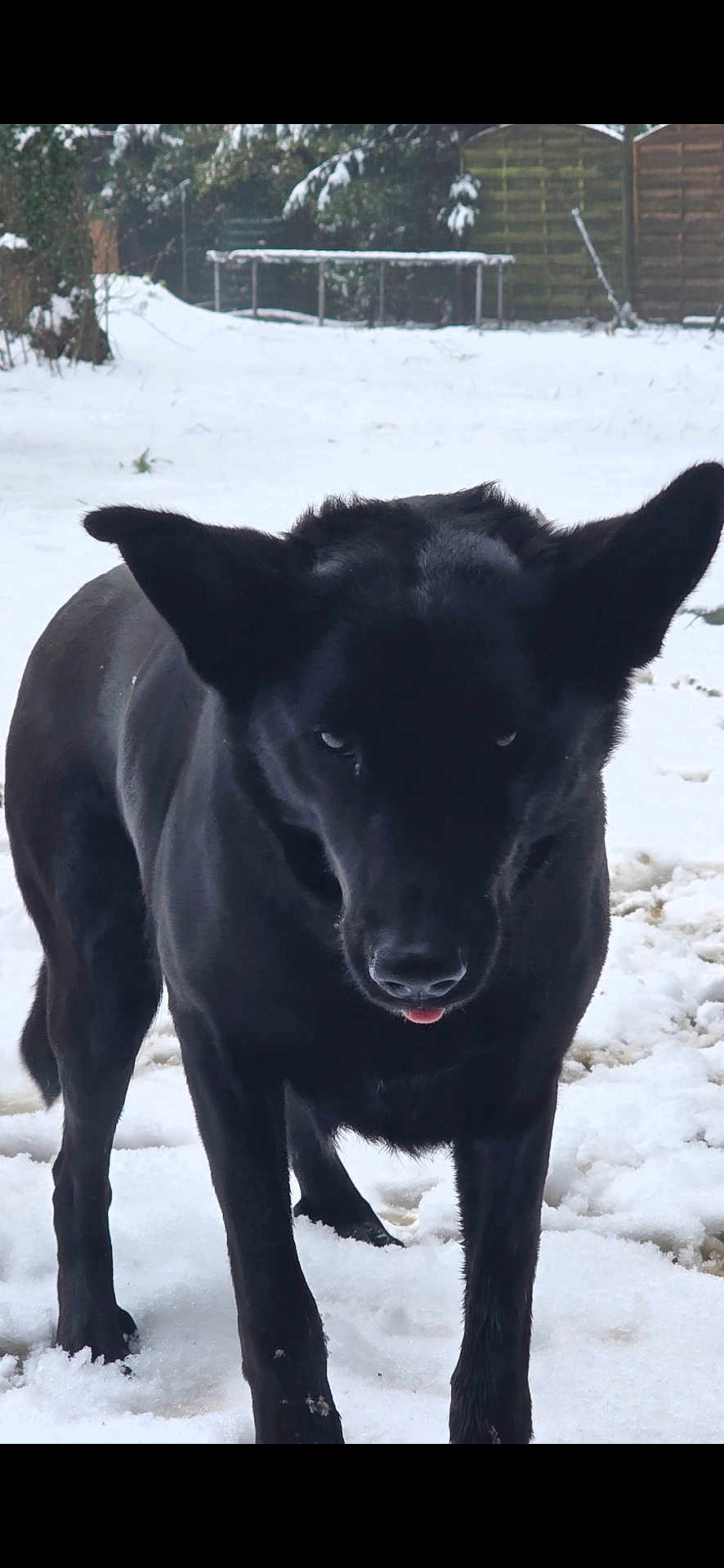 Nala a rejoint le concours — aidez-le/la à gagner de superbes lots ! dog, black_dog, snow, outdoor, animal, pet, winter, fur, ears, tongue, playful, nature, canine, cold, yard, mischievous, standing, alert, forest, daylight