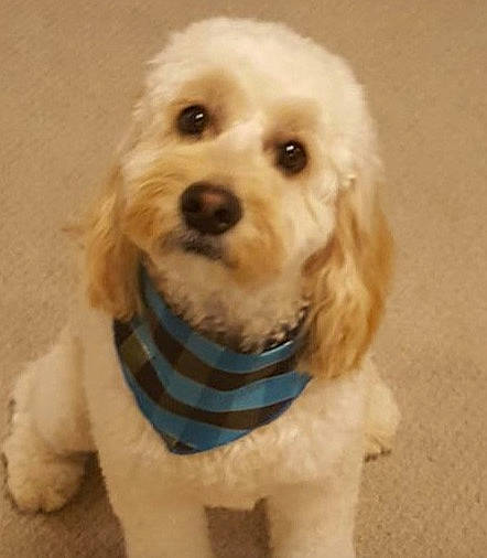 Aussie is registered to the contest to win money with this photo: canidae, carnivore, cavachon, cavapoo, cockapoo, companion_dog, dog, dog_breed, goldendoodle, havanese, labradoodle, maltepoo, mammal, poodle_crossbreed, puppy, schnoodle, snout, sporting_group, toy_poodle, vertebrate