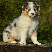 Pepsi participe au concours pour gagner de l'argent avec cette photo : australian_collie, australian_shepherd, border_collie, canidae, carnivore, companion_dog, dog, dog_breed, herding_dog, mammal, miniature_australian_shepherd, puppy, rare_breed_dog, scotch_collie, texas_heeler, vertebrate
