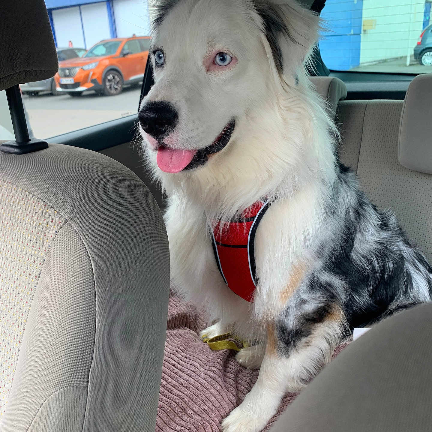 Naya a rejoint le concours — aidez-le/la à gagner de superbes lots ! alloywheel, animal, canine, car, carwheel, couch, cushion, dog, furniture, headrest, homedecor, husky, machine, person, pet, puppy, spoke, transportation, vehicle, wheel