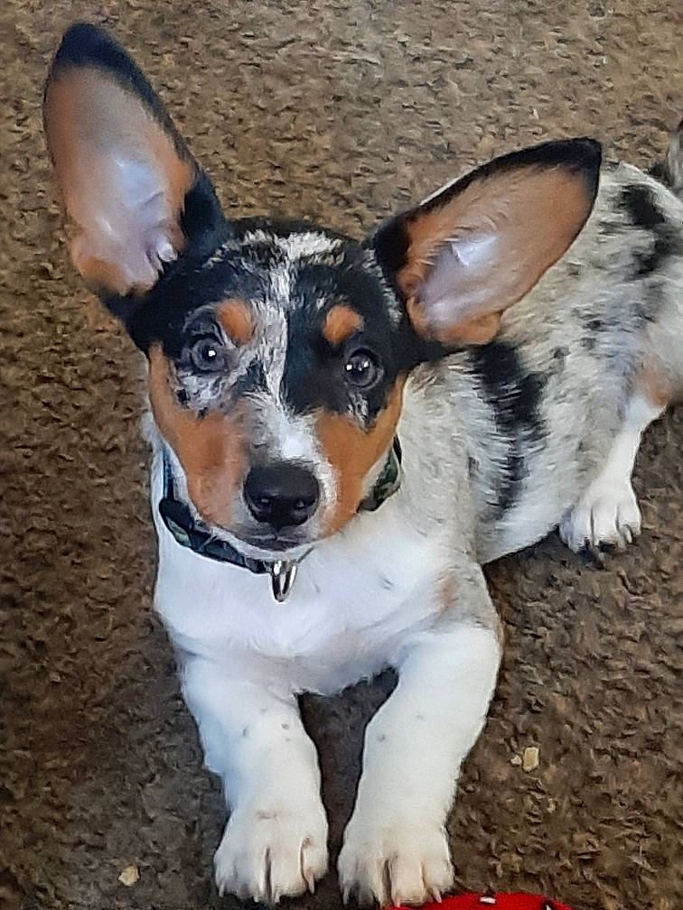 Odin is registered to the contest to win money with this photo: ancient_dog_breeds, canidae, carnivore, collar, companion_dog, dog, dog_breed, dog_supply, fawn, fur, non_sporting_group, snout, sporting_group, tail, terrestrial_animal, whiskers, working_animal, working_dog